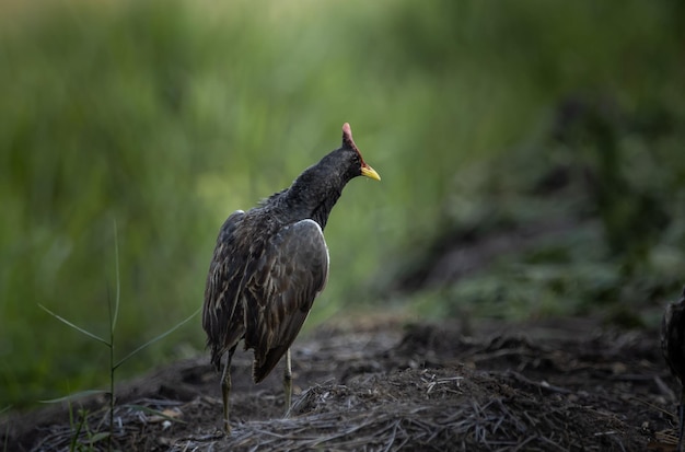 Watercock on the ground Animal Portrait