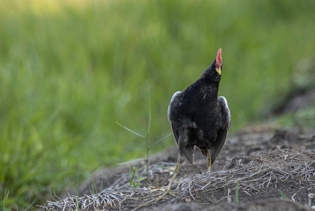 Watercock on the ground Animal Portrait