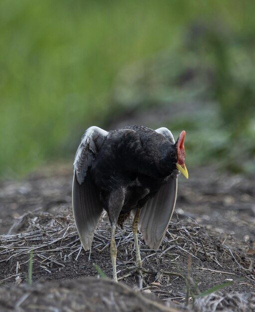 Watercock op de grond Dierenportret