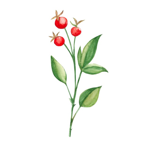 Watercolor abstract greenery branch with red berries botanical illustration on a white background