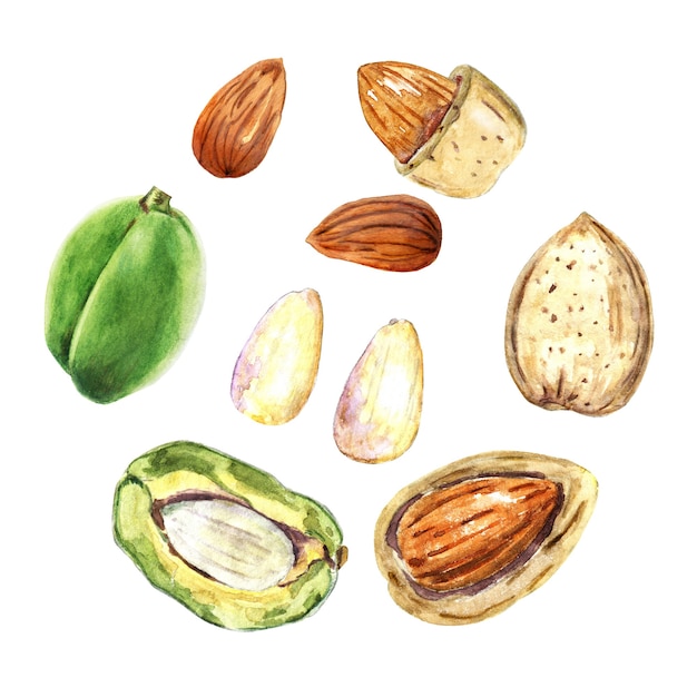 Watercolor almonds