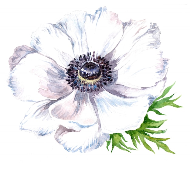 Watercolor anemone flower and leaves