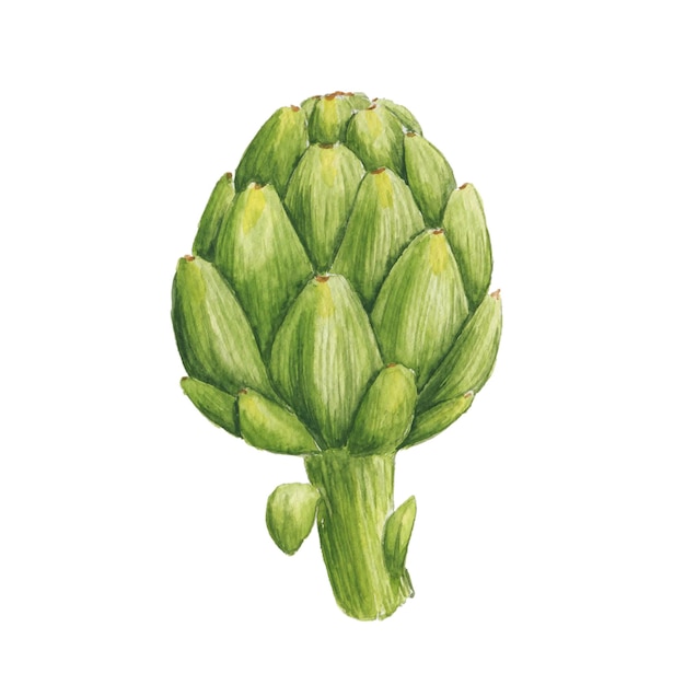 Watercolor artichoke isolated on a white