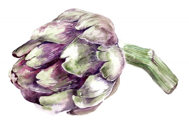 Watercolor artichokes isolated on white background