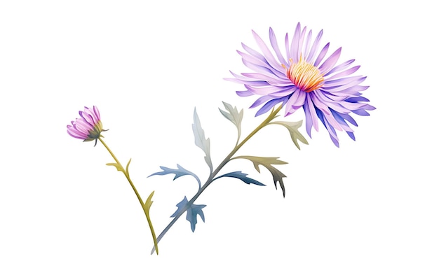 Photo watercolor aster flower illustration with vibrant color scheme oil paint brush flower