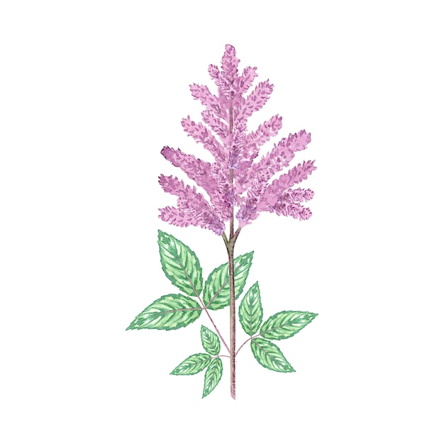 수채화 astilbe 꽃