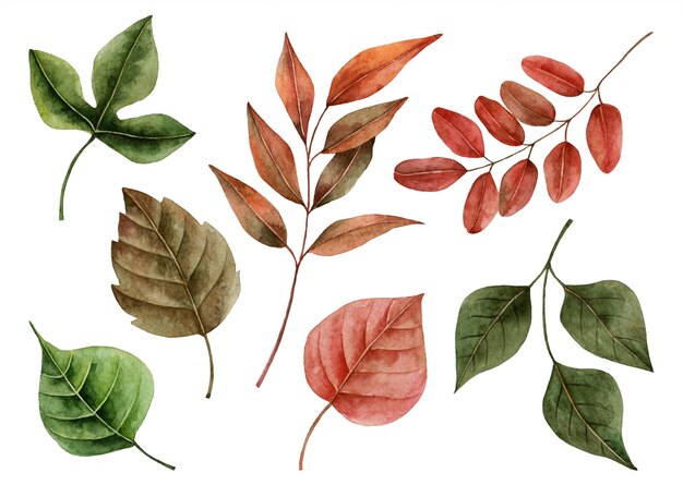 Watercolor autumn leaves, hand painted illustration of floral elements isolated on a white