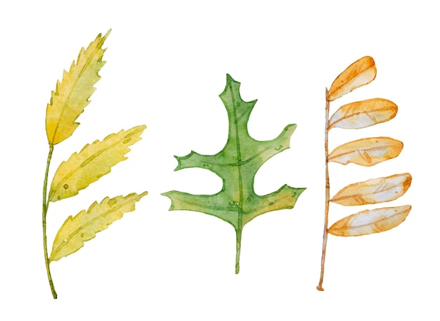 Watercolor autumn yellow, orange, green leaves isolated on white background.