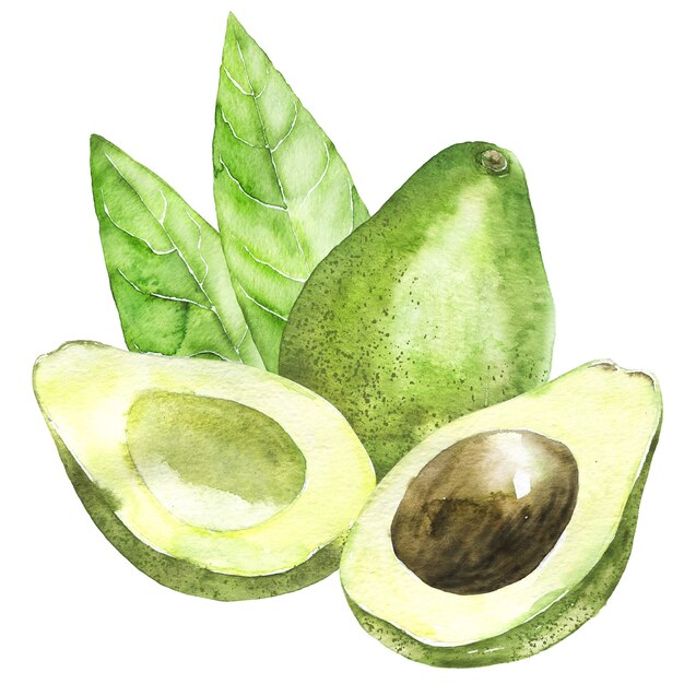 Watercolor avocados