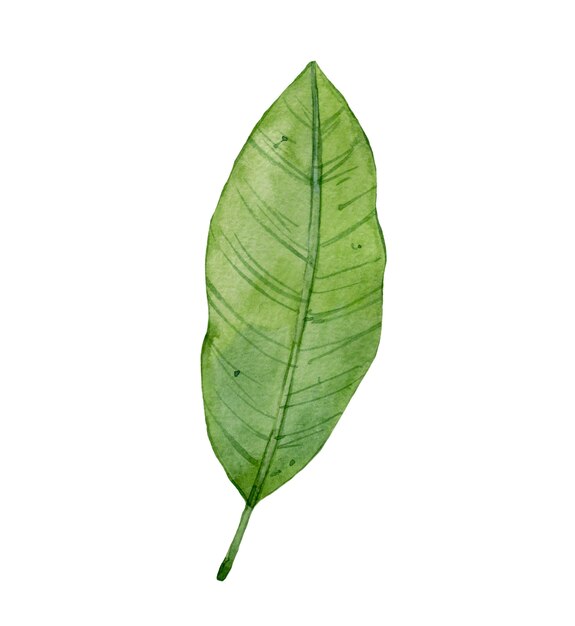 Watercolor banana leaf on white surface