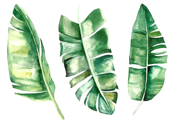 수채화 바나나 열 대 잎 격리 설정 그림