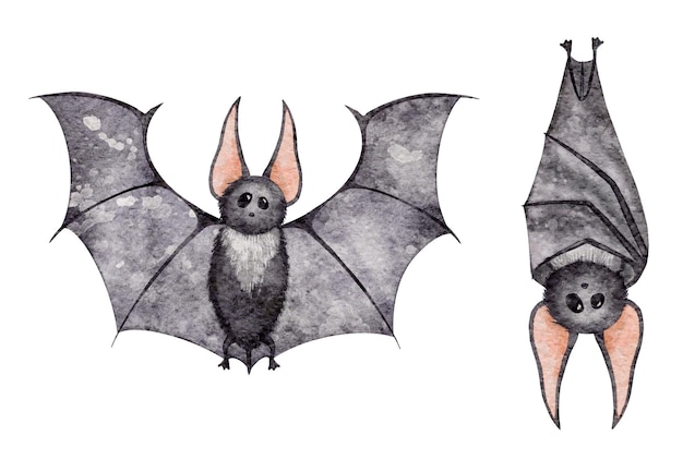 Акварельная летучая мышь Хэллоуин дизайн животных Иллюстрация дикой природы
