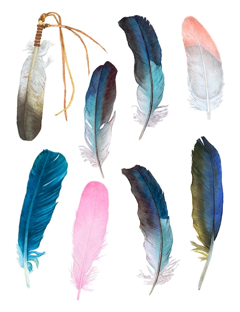 Watercolor beautiful feathers on white.