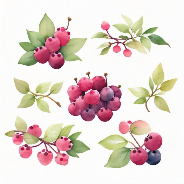 Watercolor Berries Clipart