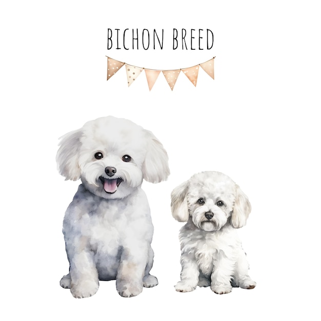 Watercolor bichon breed adult dog and puppy Watercolor collection of dogs