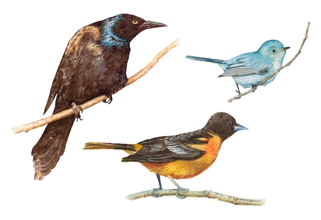 Watercolor birds, raven, oriole, gnatcatcher isolated on white background.