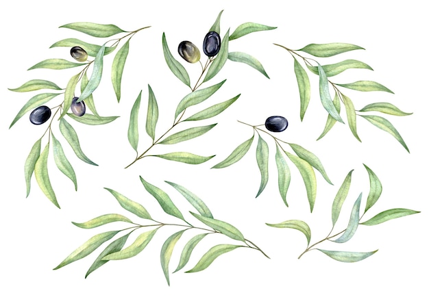 水彩の黒オリーブの枝と葉のセット 手描きのイラスト