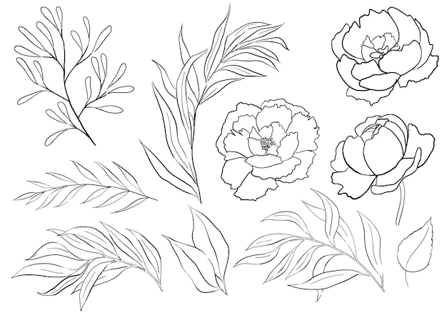 Watercolor black outline peony flowers and garden leaves illustration element