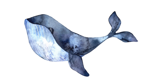 Watercolor blue big whale, hand-painted illustration isolated on white background, realistic underwater animals.