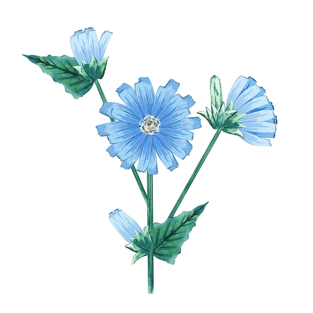 Акварель синий цветок цикория