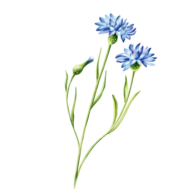 Watercolor blue cornflowers illustration isolated on white background Detail of beauty products and