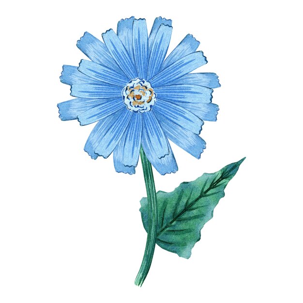 Watercolor blue daisy.