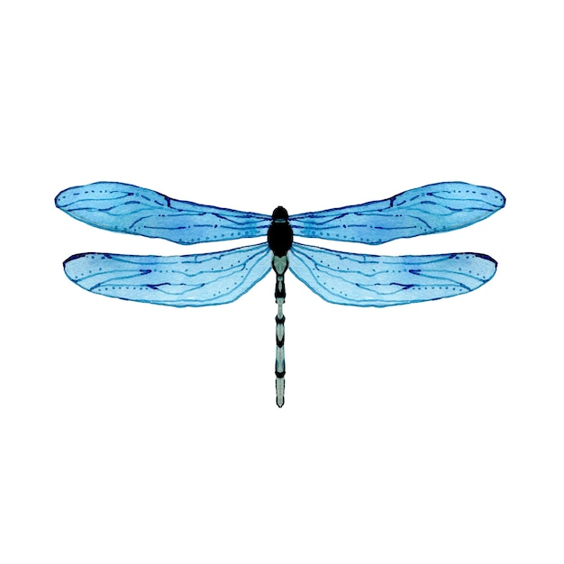 Libellula blu dell'acquerello