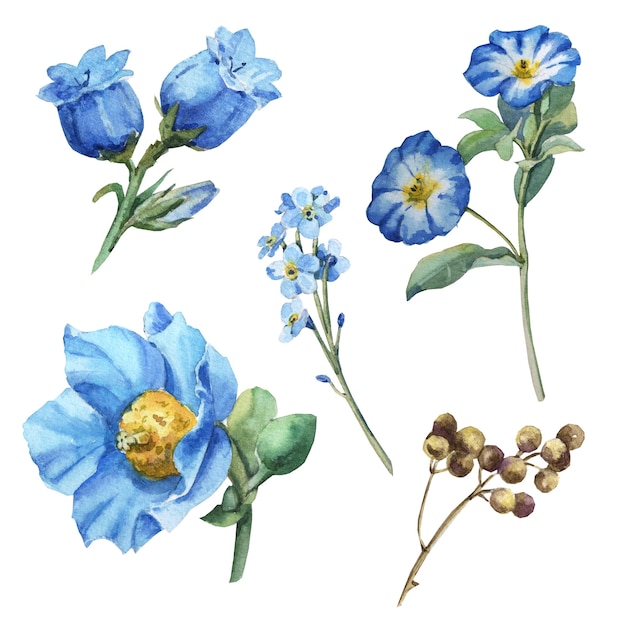 Watercolor blue flower set with leaves, iris, anemone, branch