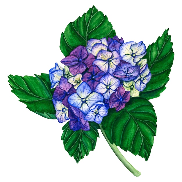 사진 흰색 배경에 분리된 잎과 가지가 있는 수채색 파란색 수국 손으로 그린 꽃 디자인 인쇄를 위한 자연 식물원 그림