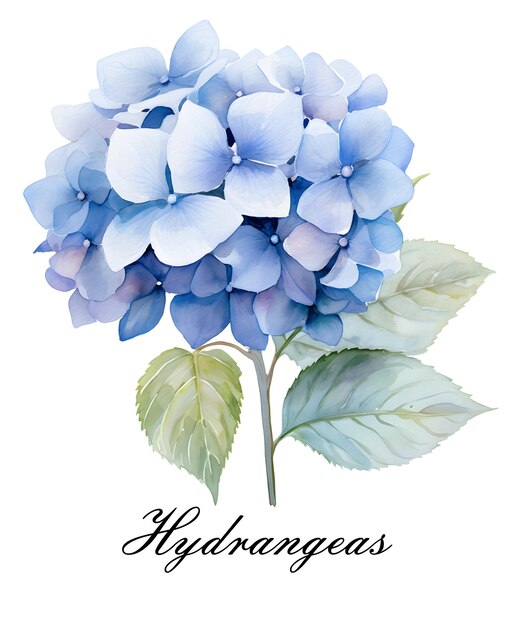 Watercolor blue single hydrangeas flower Watercolor botanical illustration isolated