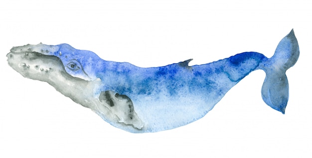 Watercolor blue whale