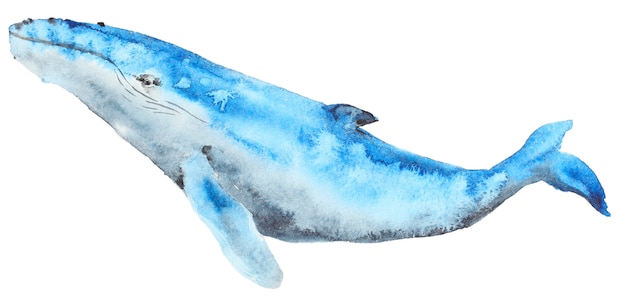 Watercolor blue whale