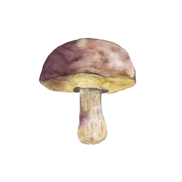 Watercolor bolete mushroom