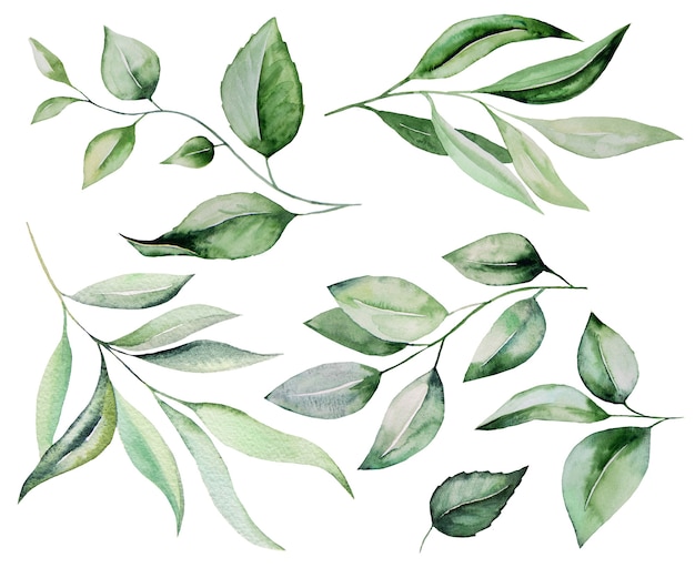 Illustrazione stabilita dell'illustrazione botanica delle foglie verdi dell'acquerello isolata