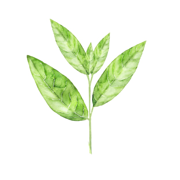 녹차 식물의 수채화 식물 그림입니다. 손으로 그린 잎 절연