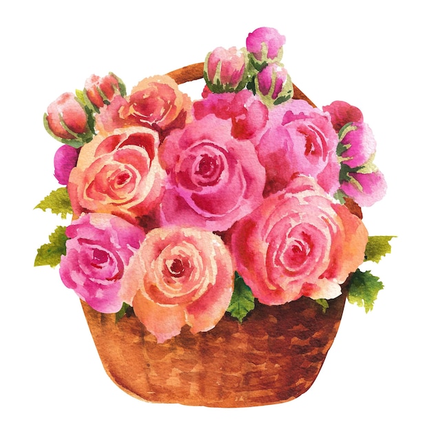 Watercolor bouquet of buttercups Ranunculus pink flowers in a basket on a white background