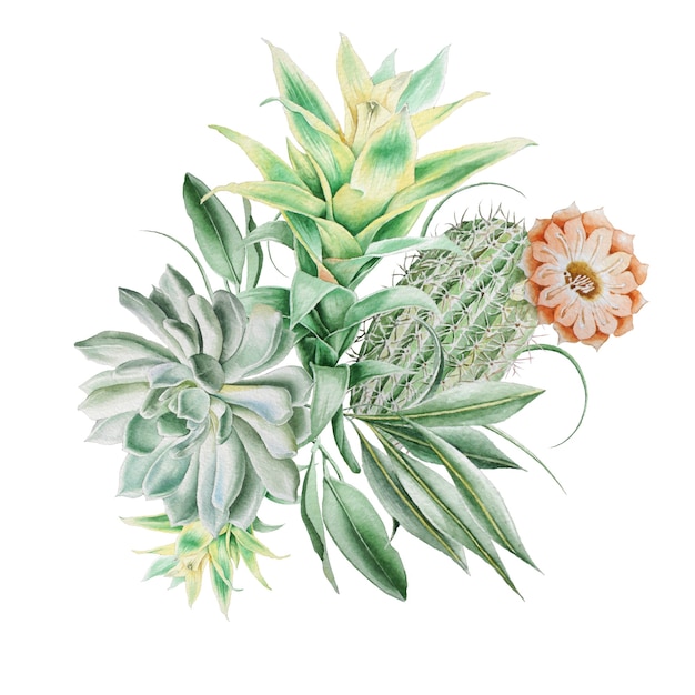 Watercolor bouquet with cactus and succulents. Illustration. Hand drawn.