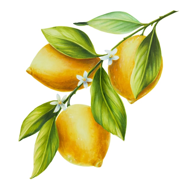 Watercolor branch of fresh ripe lemon with bright green leaves and flowers Hand drawn citrus paintin