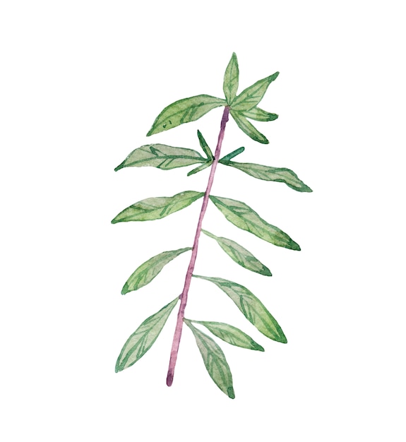 Watercolor branch, green leaves.