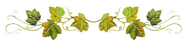 Акварель ветка тыквы Зеленая ветка с листьями на белом фоне