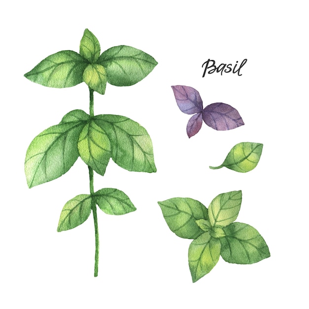 Watercolor branches and leaves of basil