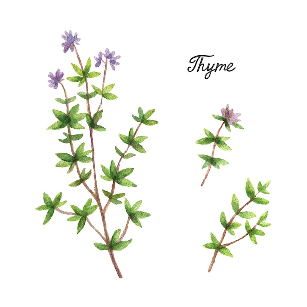 Watercolor branches and leaves of thyme