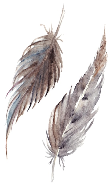 Watercolor brown gray grey feather pair set isolated