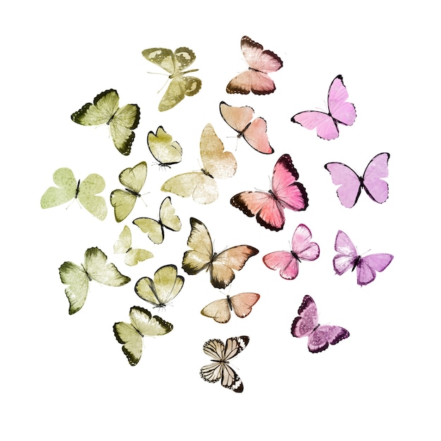 Watercolor butterflies isolated