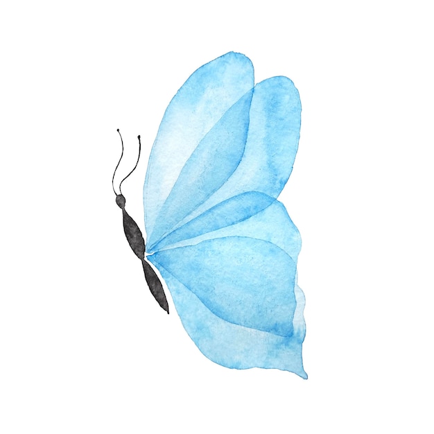 Watercolor butterfly on white background