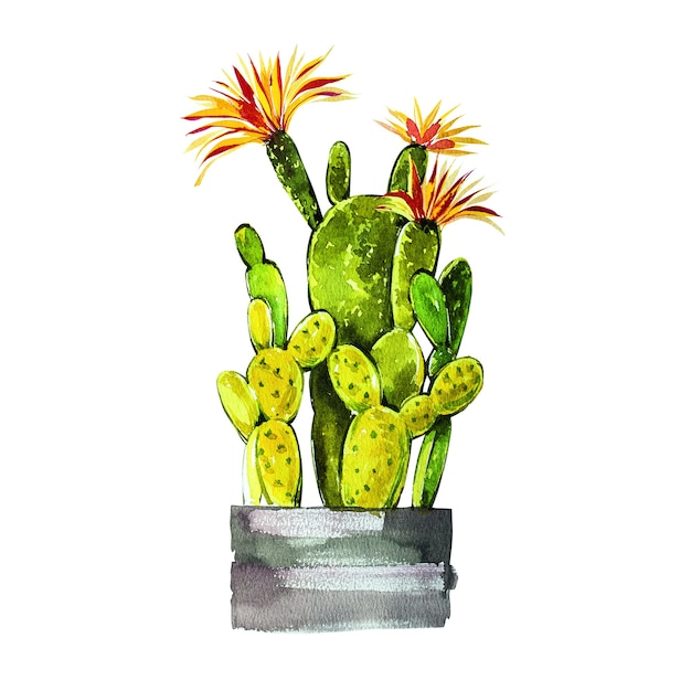 Cactus dell'acquerello isolato su priorità bassa bianca. è perfetto per carte, poster, striscioni, inviti, biglietti di auguri, stampe.
