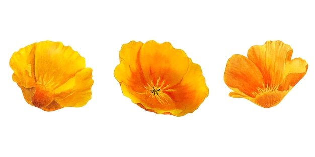 Watercolor california orange poppies isolated