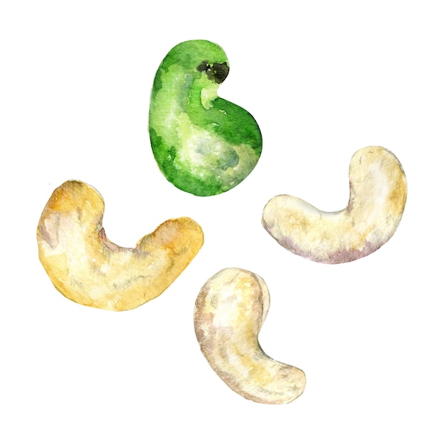 Watercolor cashew