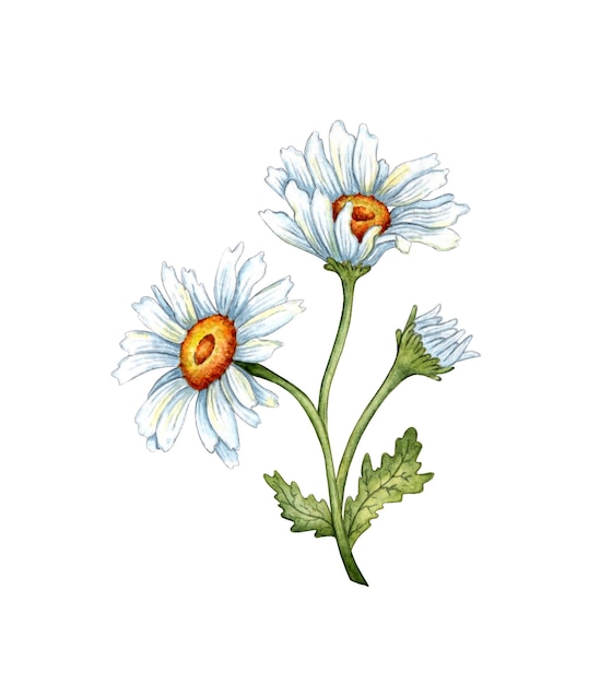 Watercolor chamomile branch