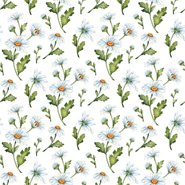 Watercolor chamomile pattern